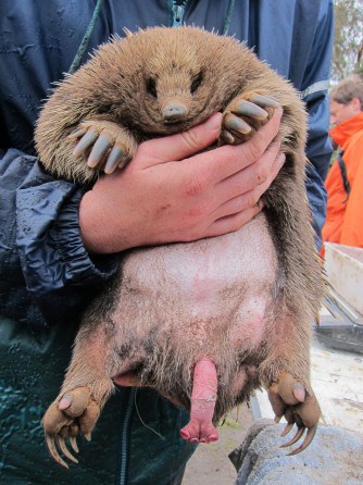 groundhog penis.jpg