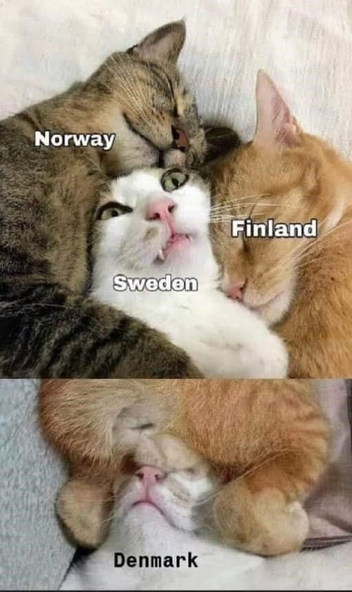 Scandi catz.jpg