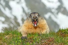 Groundhog.jpg